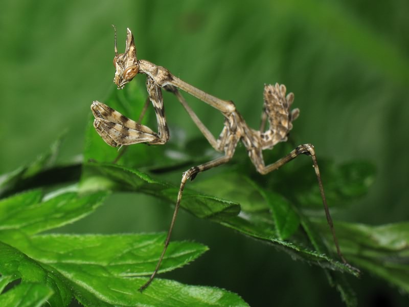 Empusa fasciata (Brullé, 1836)
